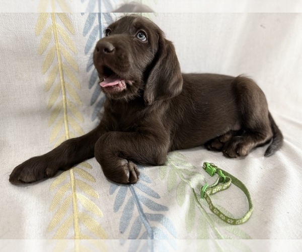 Medium Photo #1 Labradoodle Puppy For Sale in PRESCOTT VALLEY, AZ, USA