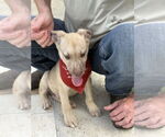 Small #1 Labrador Retriever Mix