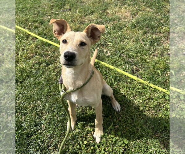 Medium Photo #3 Labrador Retriever-Unknown Mix Puppy For Sale in Chico, CA, USA
