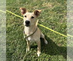 Small #2 Labrador Retriever Mix