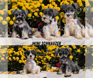 Schnauzer (Miniature) Puppy for Sale in GOSHEN, Indiana USA