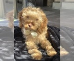 Small Photo #8 Goldendoodle mix (+ Poodle Miniature) Puppy For Sale in MENIFEE, CA, USA