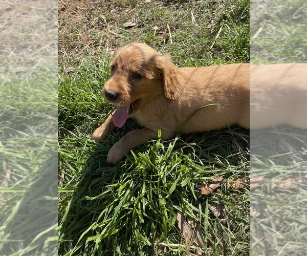 Medium Photo #7 Golden Retriever Puppy For Sale in SUMMERVILLE, SC, USA