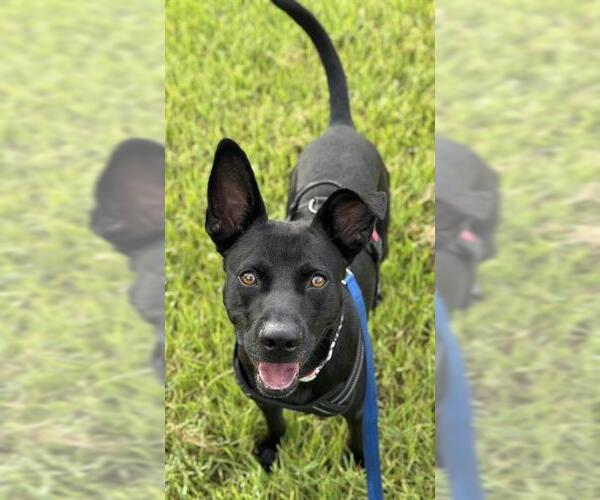 Medium Photo #1 Labrador Retriever-Unknown Mix Puppy For Sale in Fort Lauderdale, FL, USA