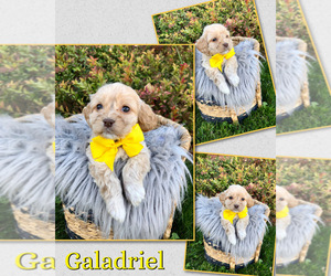 Medium Cockapoo (Toy)