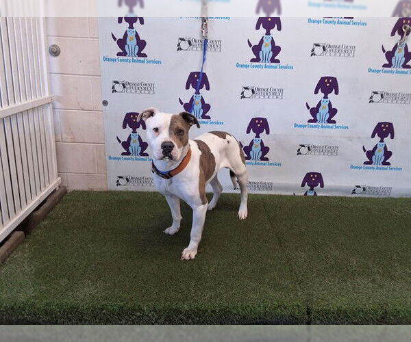 Medium Photo #1 Mutt Puppy For Sale in Orlando, FL, USA