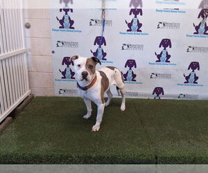 Mutt Dogs for adoption in Orlando, FL, USA