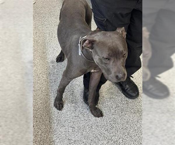 Medium Photo #1 Mutt Puppy For Sale in Houston, TX, USA