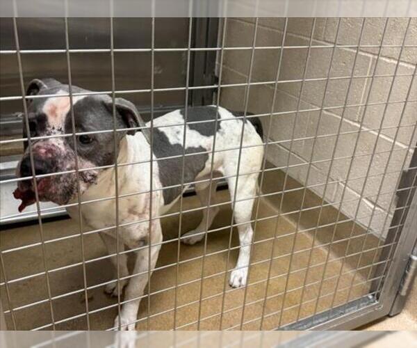 Medium Photo #1 Mutt Puppy For Sale in Martinez, CA, USA