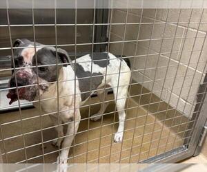 Mutt Dogs for adoption in Martinez, CA, USA