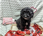 Small Photo #14 Bernedoodle (Miniature) Puppy For Sale in SPARTA, MO, USA