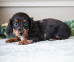 Small #2 Dachshund