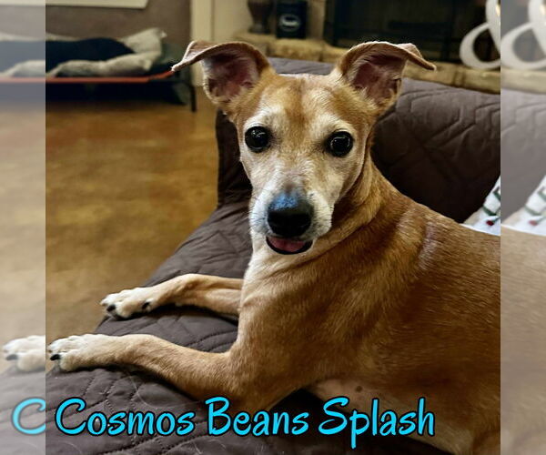 Medium Photo #4 Chiweenie Puppy For Sale in San Antonio, TX, USA