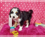 Small Photo #9 Bernedoodle Puppy For Sale in COLORADO SPRINGS, CO, USA
