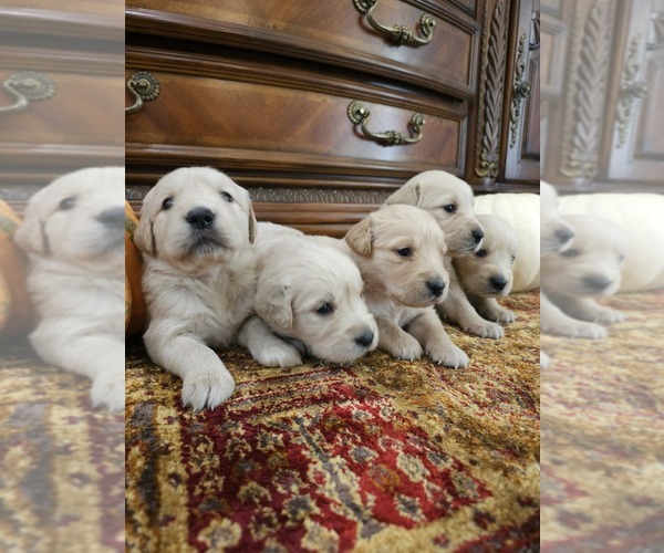 Medium Photo #5 Golden Retriever Puppy For Sale in ELVERTA, CA, USA