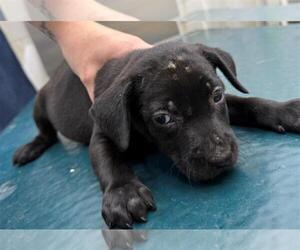 Labrador Retriever Dogs for adoption in Mobile, AL, USA