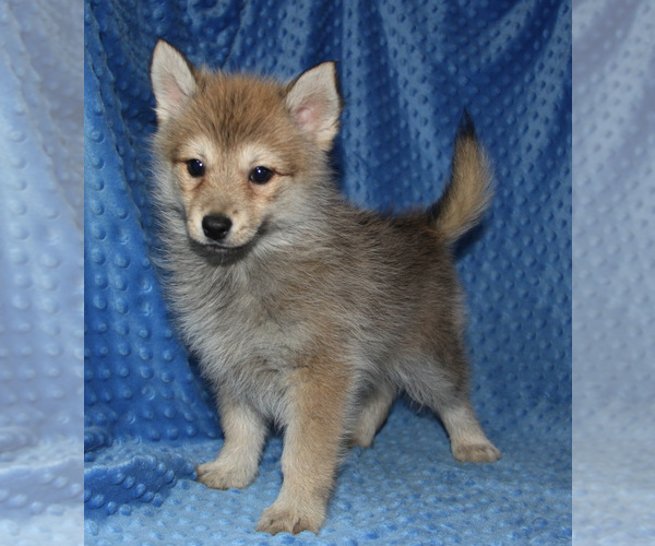 Medium Photo #1 Pomsky Puppy For Sale in DENTON, TX, USA