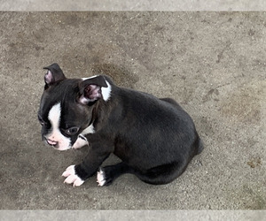 Boston Terrier Puppy for sale in PINK HILL, NC, USA