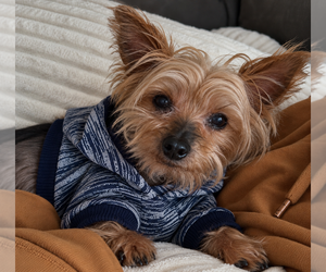 Reggie - Male Mutt Dog for Adoption - Photo #5