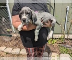 Small Photo #14 Great Dane Puppy For Sale in GREENVILLE, NC, USA