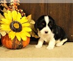 Puppy 3 Cavalier King Charles Spaniel-Jack Russell Terrier Mix
