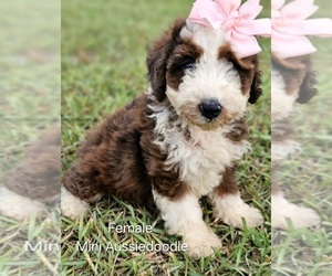 Aussie-Poo-Aussiedoodle Miniature Mix Puppy for sale in TAYLOR, TX, USA