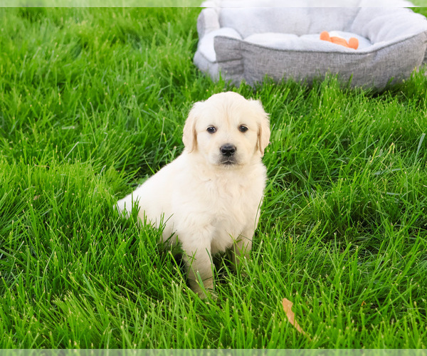 Medium Photo #5 English Cream Golden Retriever Puppy For Sale in SYRACUSE, IN, USA