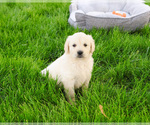 Small #4 English Cream Golden Retriever