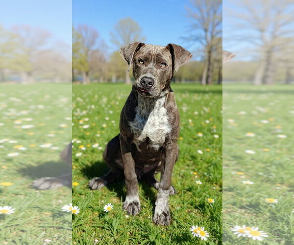 Medium Photo #5 Pointer-Unknown Mix Puppy For Sale in Talladega, AL, USA
