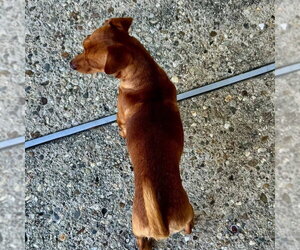 Milo - Male Chihuahua-Unknown Mix Dog for Adoption - Photo #2