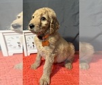 Puppy Olivia Orange Goldendoodle