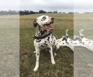 Mother of the Dalmatian puppies born on 04/25/2025