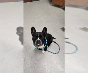 French Bulldog Dogs for adoption in Rancho Cucamonga, CA, USA