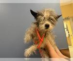 Small Cairn Terrier Mix
