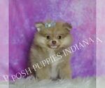 Small Photo #27 Pomeranian Puppy For Sale in WARSAW, IN, USA