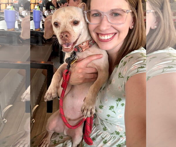 Medium Photo #19 Chihuahua-Unknown Mix Puppy For Sale in phoenix, AZ, USA