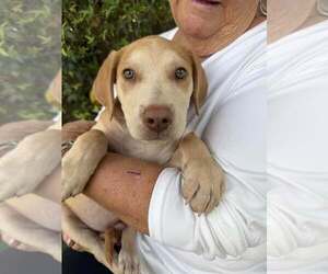 Golden Labrador Dogs for adoption in Cave Creek, AZ, USA