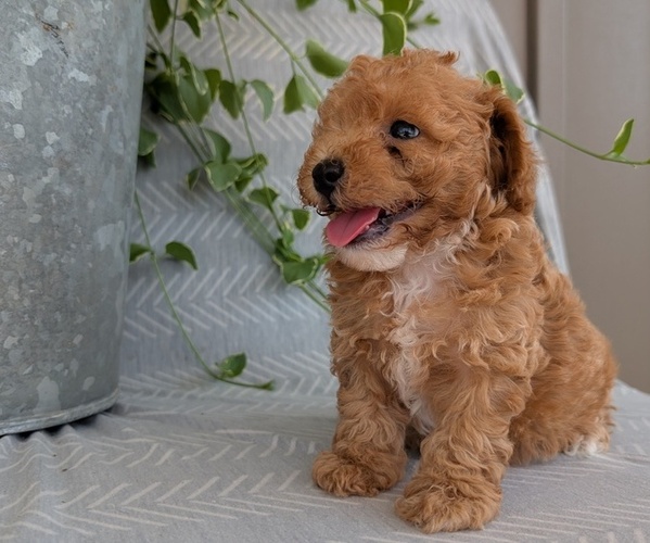 Medium Photo #33 Poodle (Toy) Puppy For Sale in GOSHEN, IN, USA