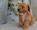 Small Photo #33 Poodle (Toy) Puppy For Sale in GOSHEN, IN, USA