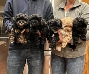 Maltipoo Puppy for sale in SANGER, CA, USA