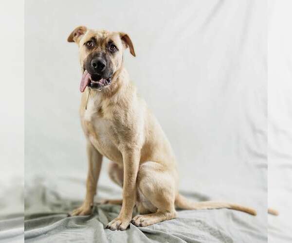 Medium Photo #3 Anatolian Shepherd-Unknown Mix Puppy For Sale in Rowlett, TX, USA