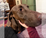 Small Photo #5 Doberman Pinscher Puppy For Sale in Buffalo, MN, USA