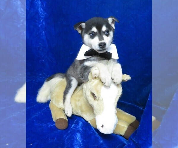 Medium Photo #6 Alaskan Klee Kai Puppy For Sale in NORWOOD, MO, USA