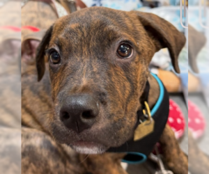 Mutt Dogs for adoption in Ventura, CA, USA