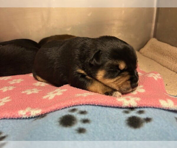 Medium Photo #1 Mutt Puppy For Sale in Tulsa, OK, USA