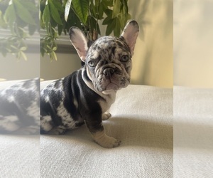 Medium French Bulldog