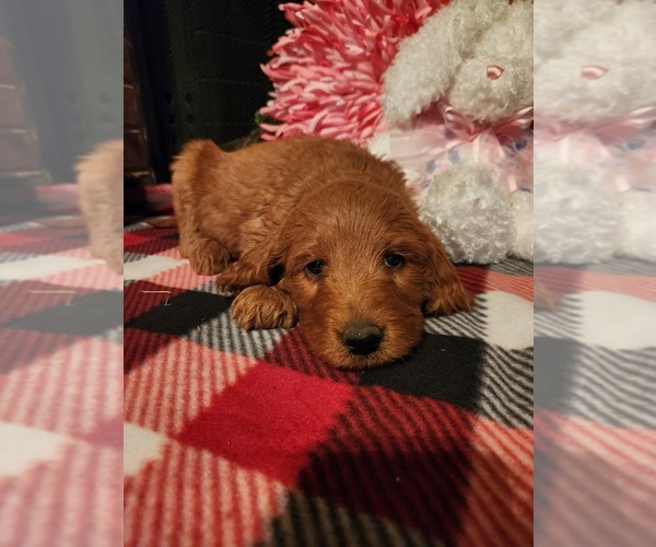 Medium Photo #4 Goldendoodle Puppy For Sale in FLOWER MOUND, TX, USA