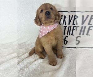 Golden Retriever Puppy for sale in GREENFIELD, IN, USA
