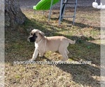 Small #8 Mastiff