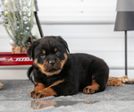 Puppy Hudson Rottweiler